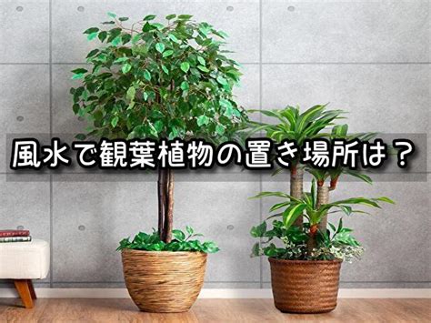 廁所擋煞植物|風水植物